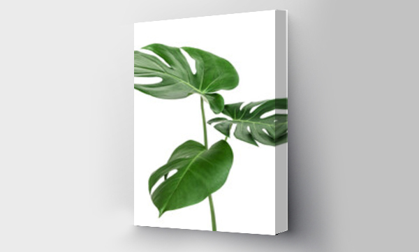 monstera