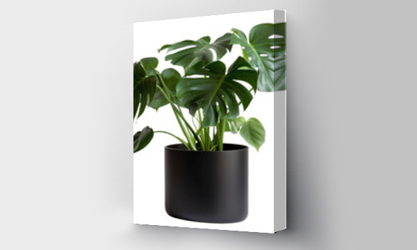 monstera