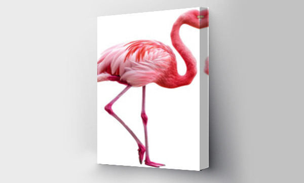 flamingi