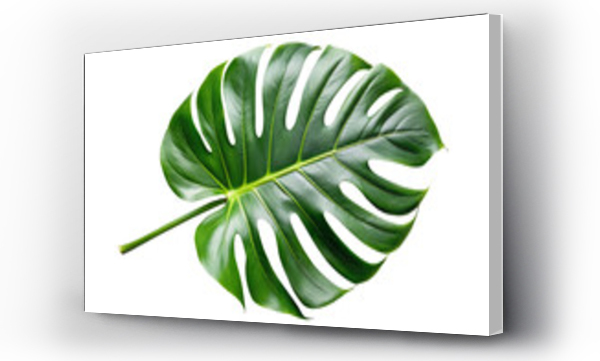 monstera