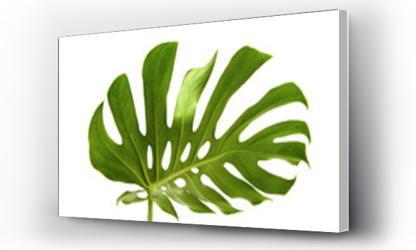 monstera