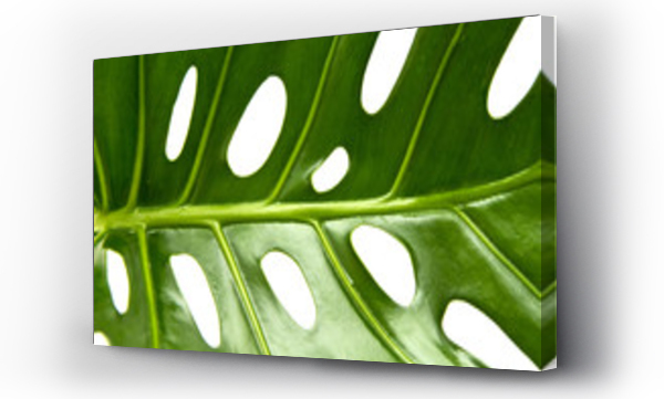 monstera