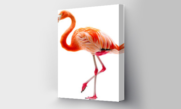 flamingi