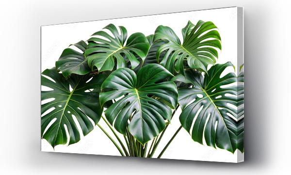 monstera