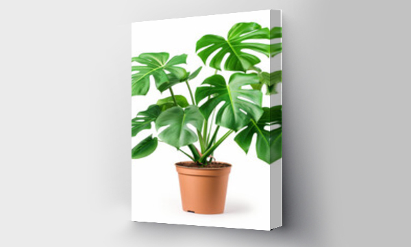 monstera