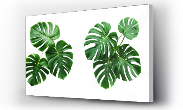 monstera