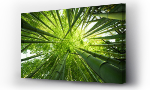 bamboo japan, bambus, bambus japan, natura, ogród japoński