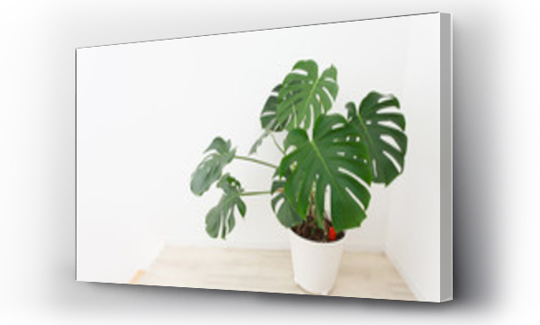 monstera