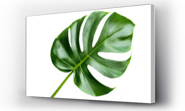 monstera