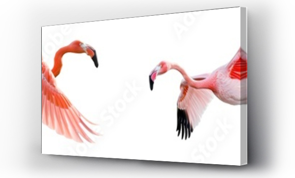 flamingi