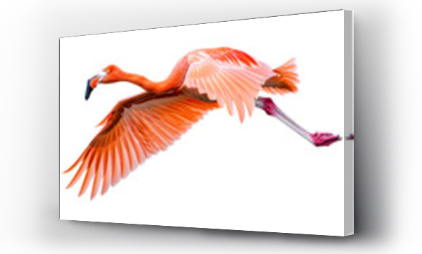 flamingi