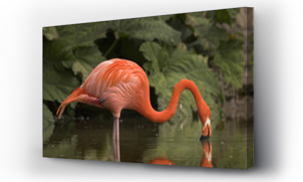 flamingi